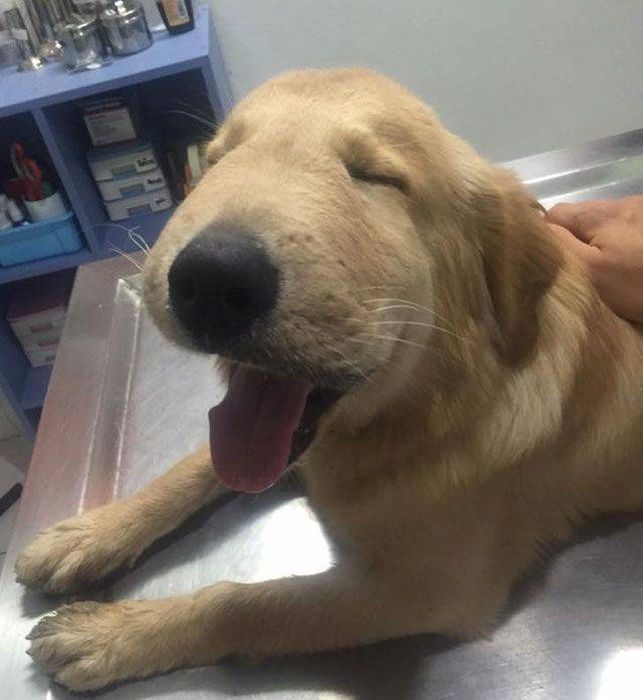 When Allergy Strikes (19 pics)