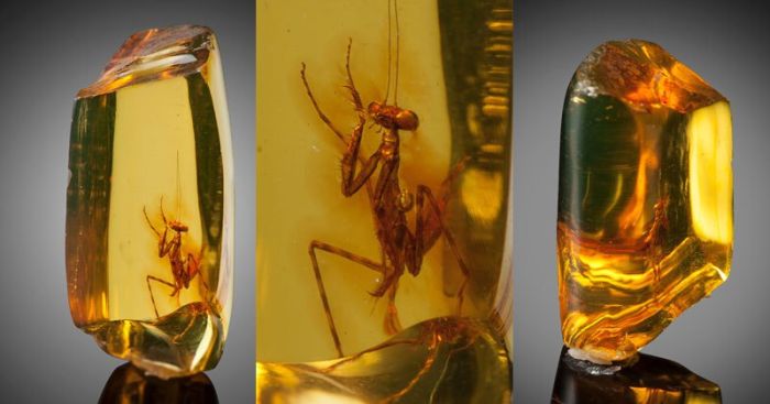 A 12 Million Year Old Praying Mantis Encased in Amber (4 pics)