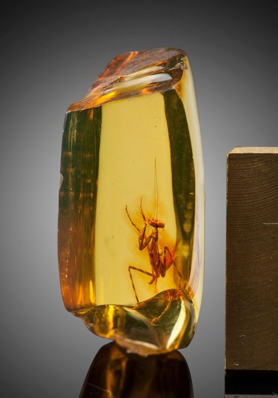 A 12 Million Year Old Praying Mantis Encased in Amber (4 pics)