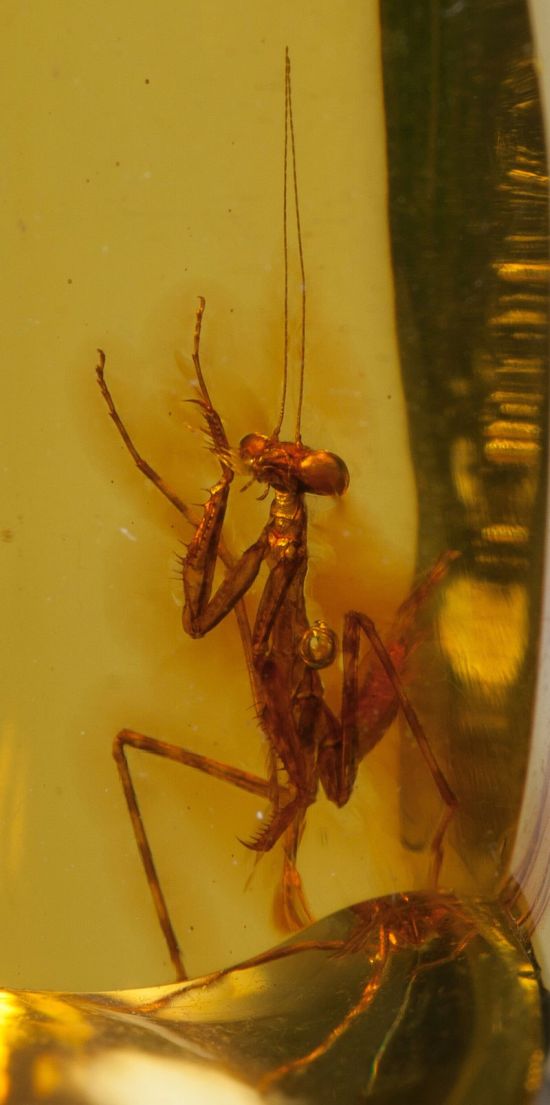 A 12 Million Year Old Praying Mantis Encased in Amber (4 pics)