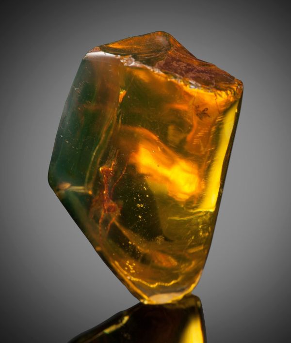 A 12 Million Year Old Praying Mantis Encased in Amber (4 pics)