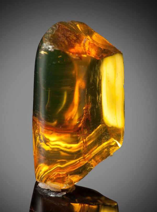 A 12 Million Year Old Praying Mantis Encased in Amber (4 pics)