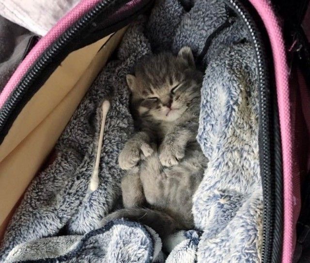 Woman Saves Orphaned Kitten With Extra Toes And Later Finds Her Sister Who Is Also A Polydactyl (6 pics)