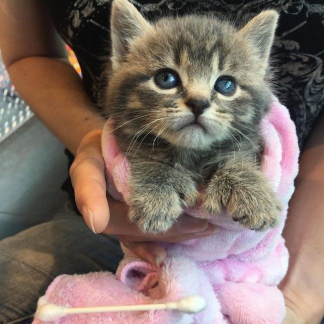 Woman Saves Orphaned Kitten With Extra Toes And Later Finds Her Sister Who Is Also A Polydactyl (6 pics)