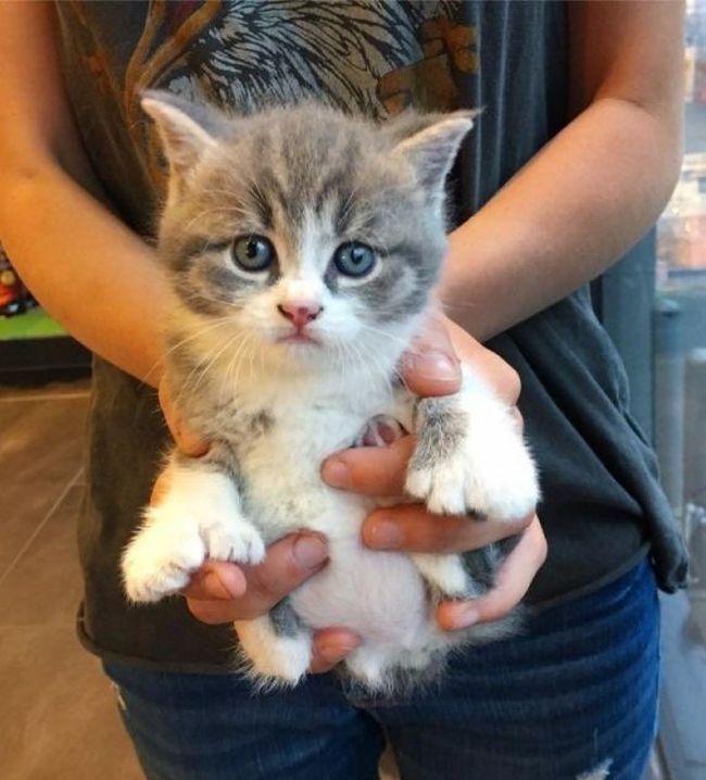 Woman Saves Orphaned Kitten With Extra Toes And Later Finds Her Sister Who Is Also A Polydactyl (6 pics)