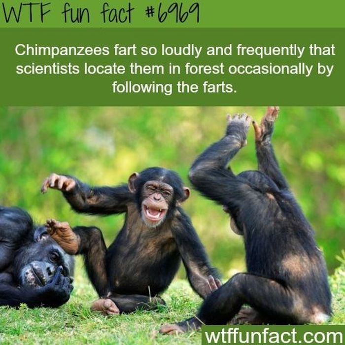random fun facts about people