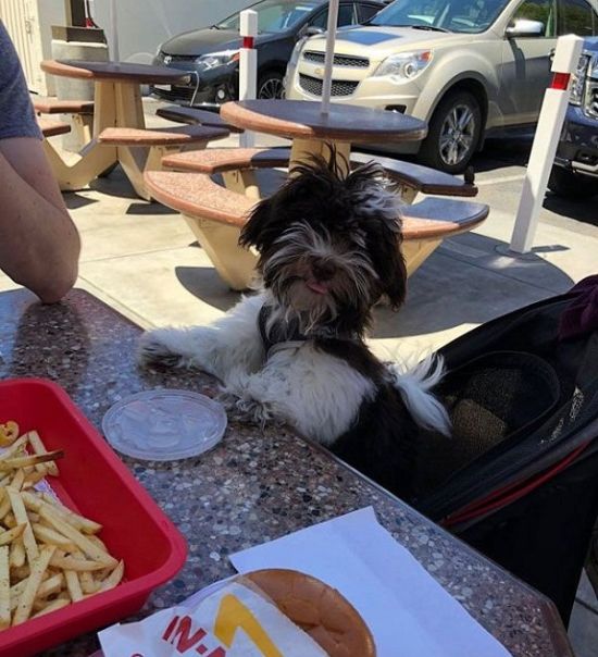 The ‘They’re good dogs, Brent’ Incident Has Finally Come Full Circle (11 pics)