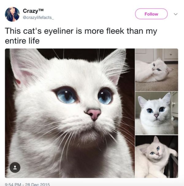 The Most Iconic Internet Cat Posts of All Time (20 pics)