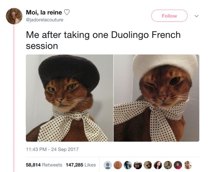 The Most Iconic Internet Cat Posts of All Time (20 pics)
