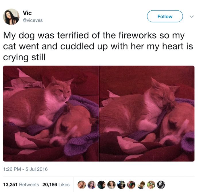 The Most Iconic Internet Cat Posts of All Time (20 pics)