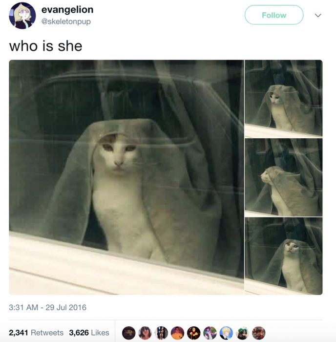 The Most Iconic Internet Cat Posts of All Time (20 pics)