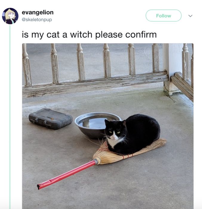 The Most Iconic Internet Cat Posts of All Time (20 pics)