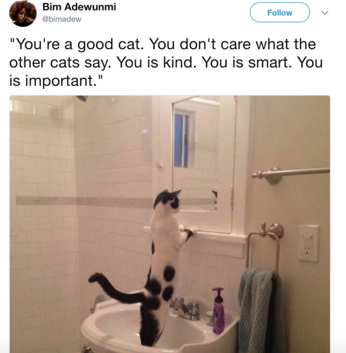 The Most Iconic Internet Cat Posts of All Time (20 pics)
