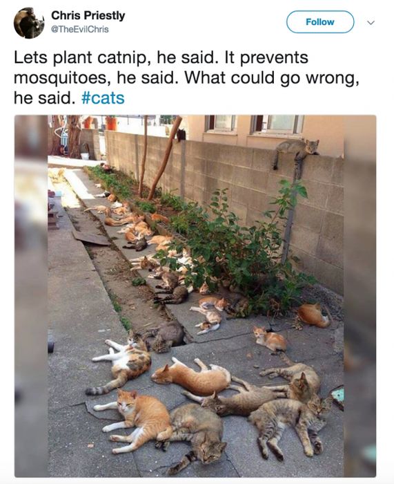 The Most Iconic Internet Cat Posts of All Time (20 pics)