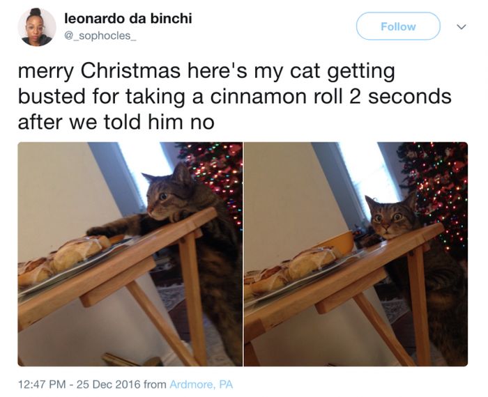 The Most Iconic Internet Cat Posts of All Time (20 pics)