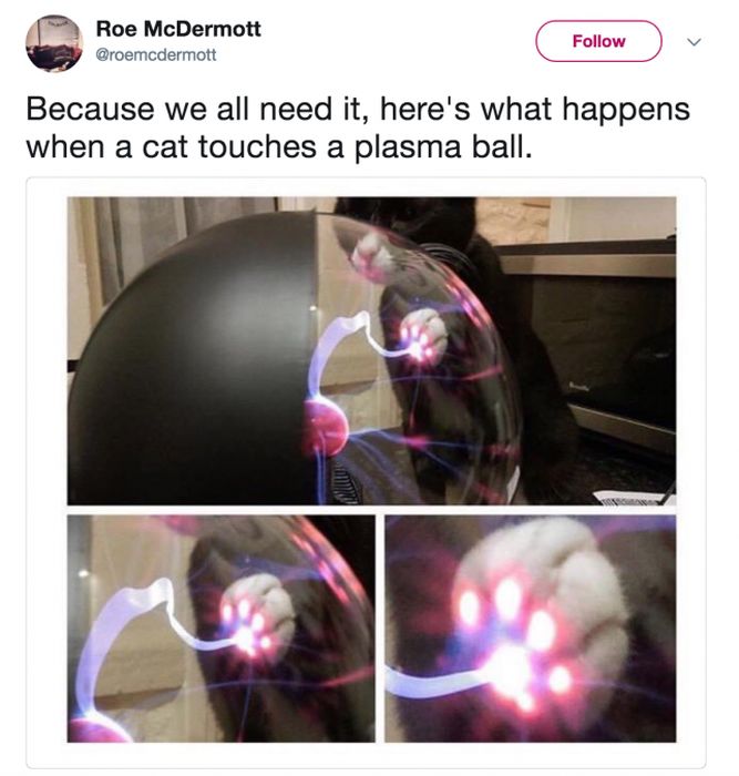 The Most Iconic Internet Cat Posts of All Time (20 pics)
