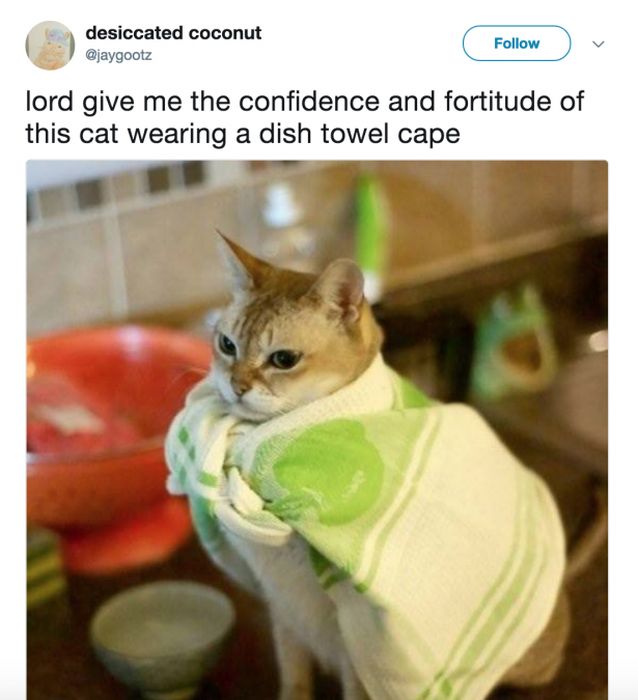 The Most Iconic Internet Cat Posts of All Time (20 pics)
