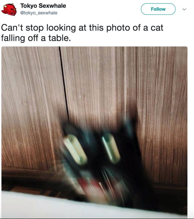 The Most Iconic Internet Cat Posts of All Time (20 pics)