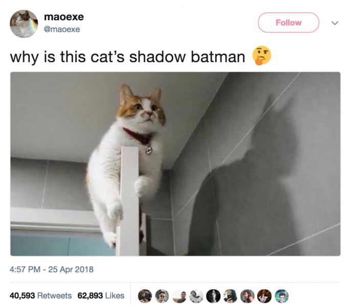 The Most Iconic Internet Cat Posts of All Time (20 pics)