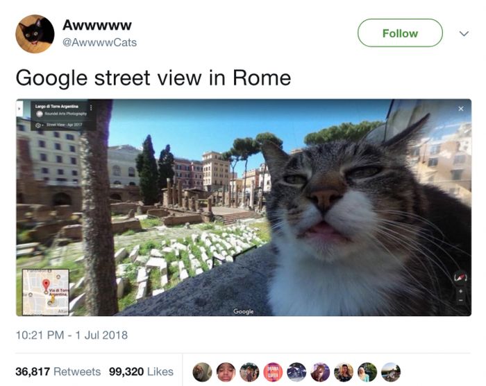 The Most Iconic Internet Cat Posts of All Time (20 pics)