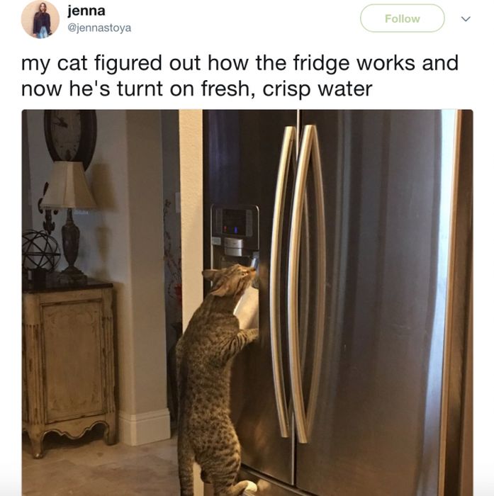 The Most Iconic Internet Cat Posts of All Time (20 pics)