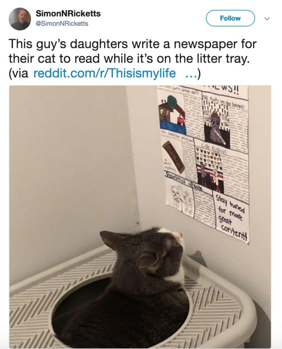 The Most Iconic Internet Cat Posts of All Time (20 pics)
