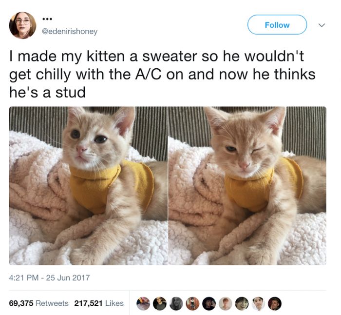 The Most Iconic Internet Cat Posts of All Time (20 pics)