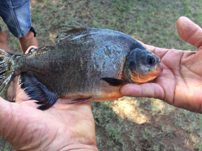Rare Piranha With Human Teeth (3 pics)