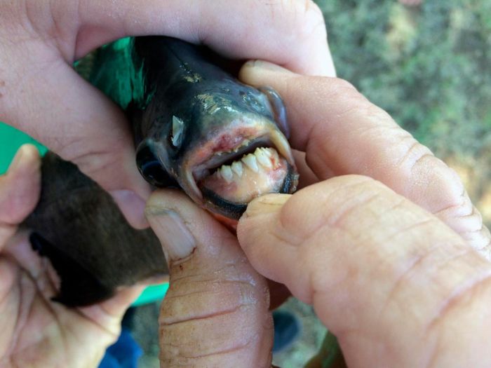 Rare Piranha With Human Teeth (3 pics)