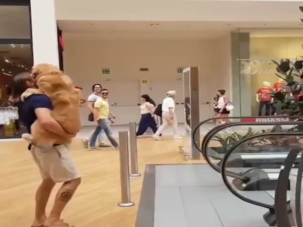 Dog Gets Carried Up Escalator