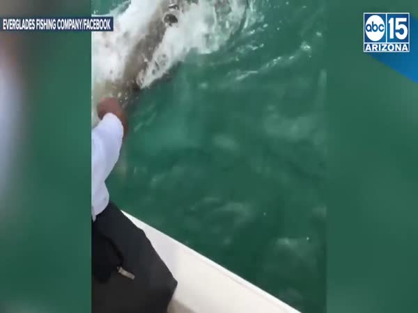 Goliath Grouper Eats Shark In One Bite