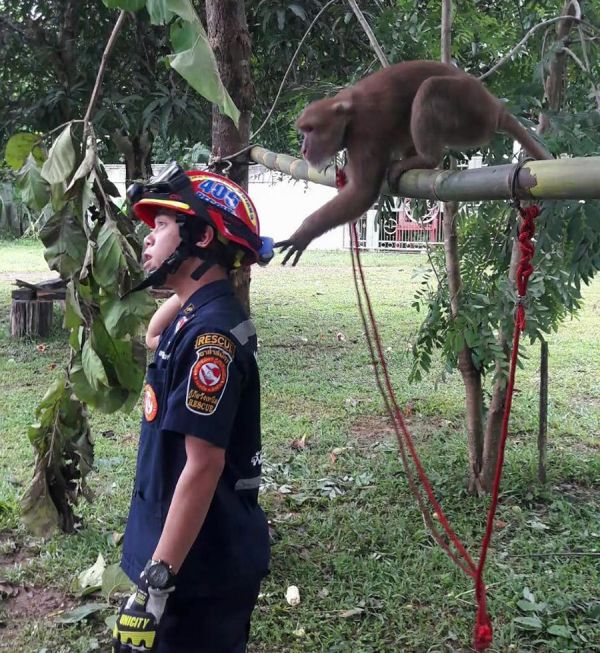 The Adorable Moment A Wild Monkey Is Rescued (4 pics)