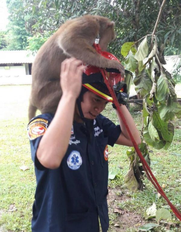 The Adorable Moment A Wild Monkey Is Rescued (4 pics)