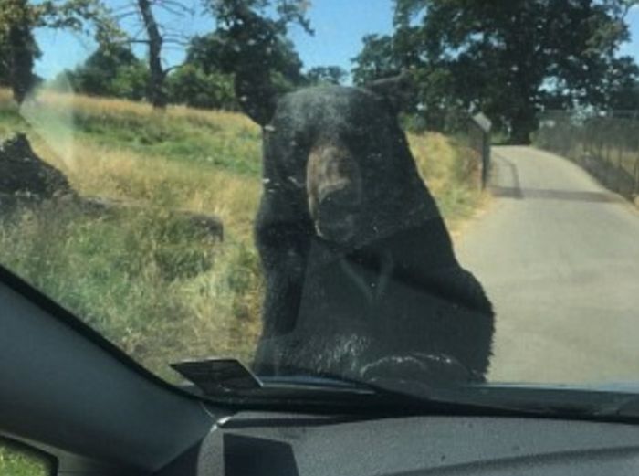 Bear Attacks A Car (3 pics)