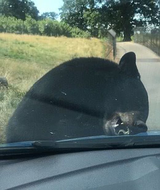 Bear Attacks A Car (3 pics)