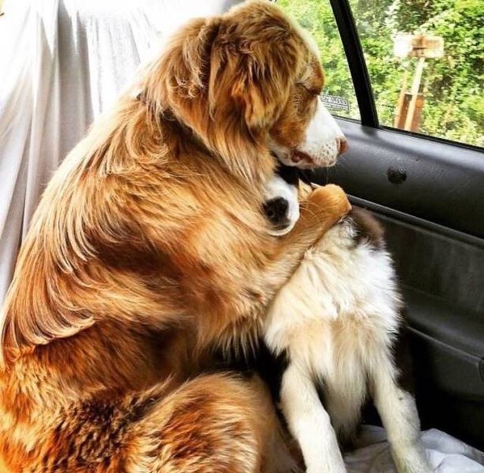 The Moment They Realized They Were Going To The Vet (26 pics)