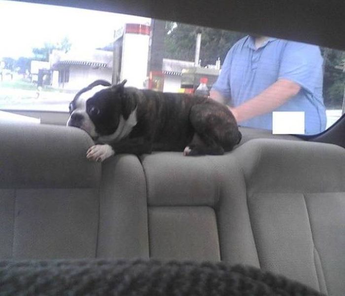 The Moment They Realized They Were Going To The Vet (26 pics)