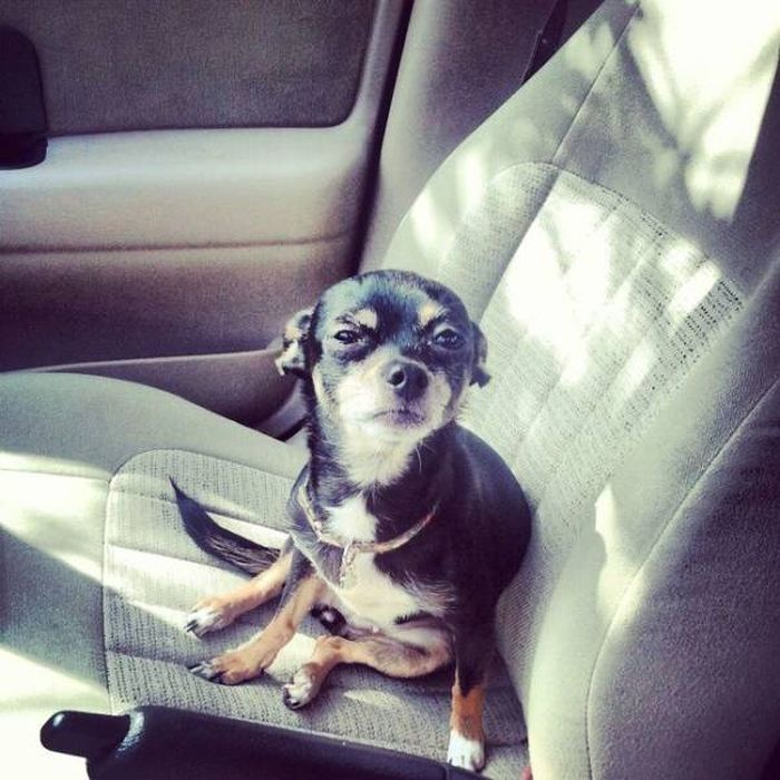 The Moment They Realized They Were Going To The Vet (26 pics)