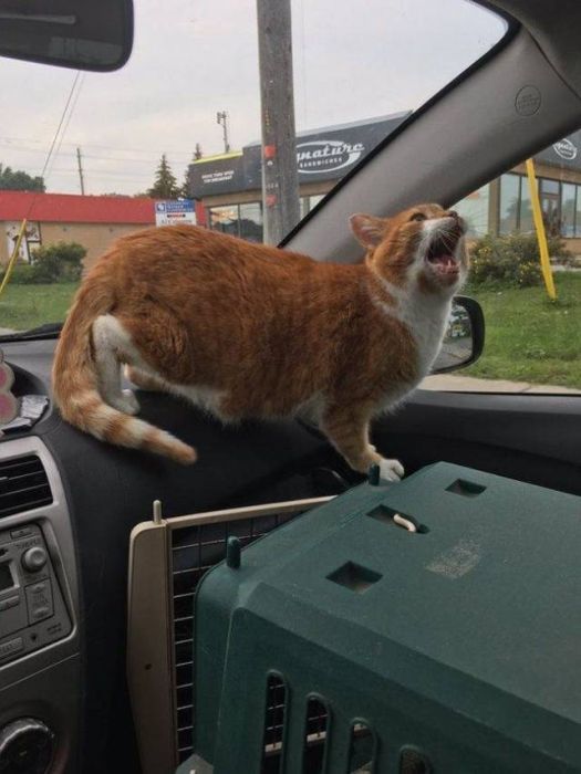 The Moment They Realized They Were Going To The Vet (26 pics)