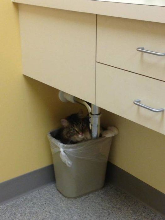 The Moment They Realized They Were Going To The Vet (26 pics)