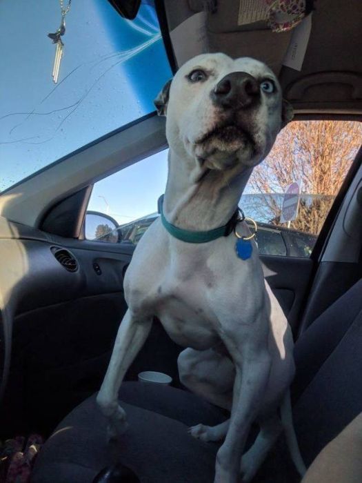 The Moment They Realized They Were Going To The Vet (26 pics)