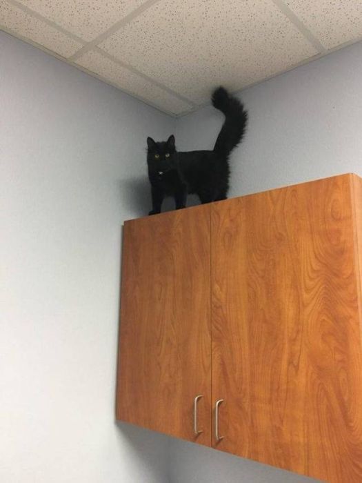 The Moment They Realized They Were Going To The Vet (26 pics)