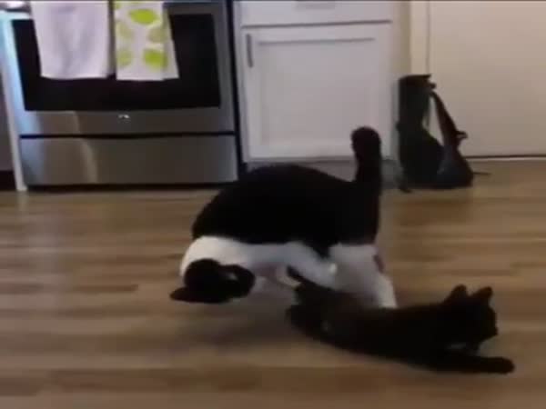 Cats Fight In Slow Motion