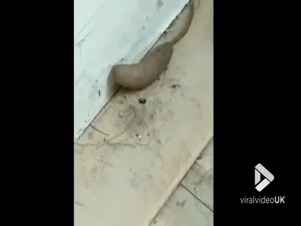 In Britain They Filmed A Video Of A Mysterious Rat-Worm