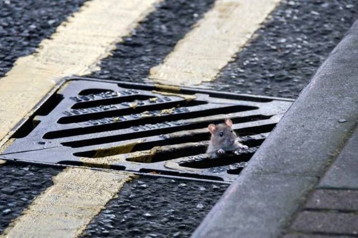 Acid Picdump (99 pics)