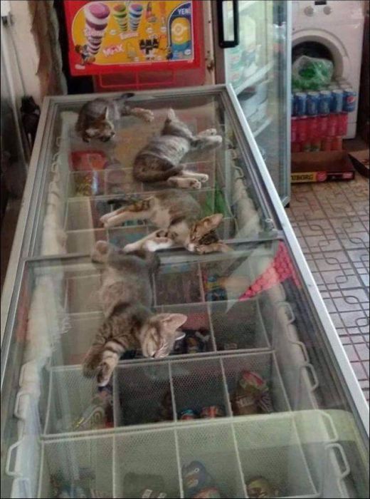 Acid Picdump (99 pics)
