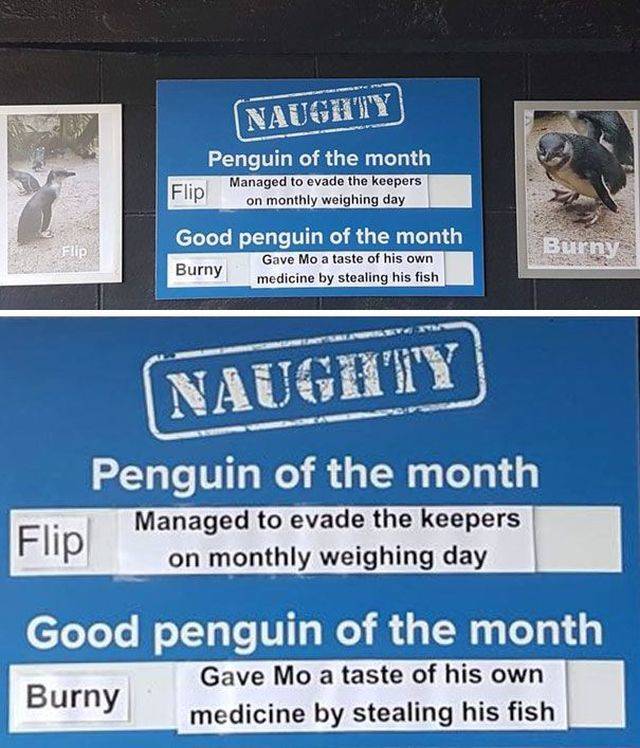 Some Penguins Have Absolutely No Shame (12 pics)