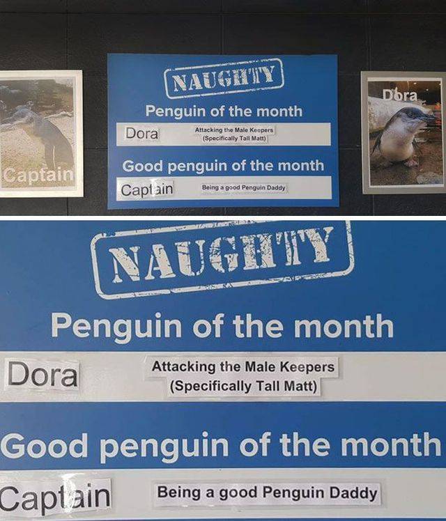 Some Penguins Have Absolutely No Shame (12 pics)