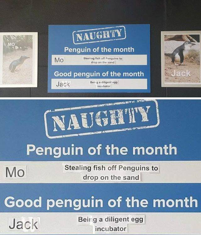 Some Penguins Have Absolutely No Shame (12 pics)