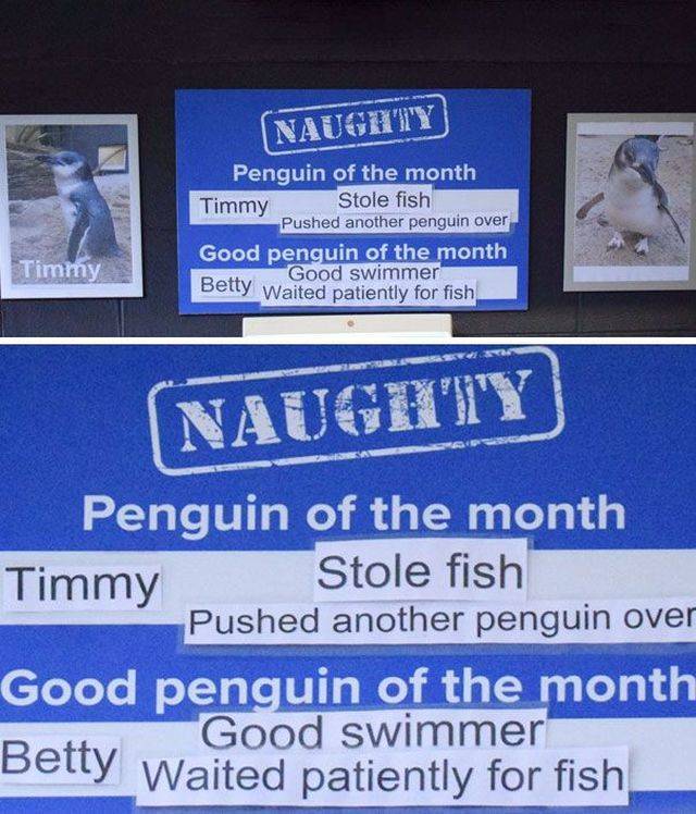 Some Penguins Have Absolutely No Shame (12 pics)